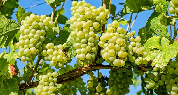 有谷集团提示：白葡萄酒的酿造过程有哪些