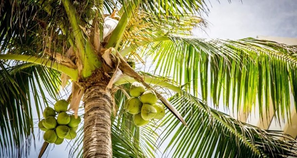 椰子水,椰子水的营养价值,椰子水的功效